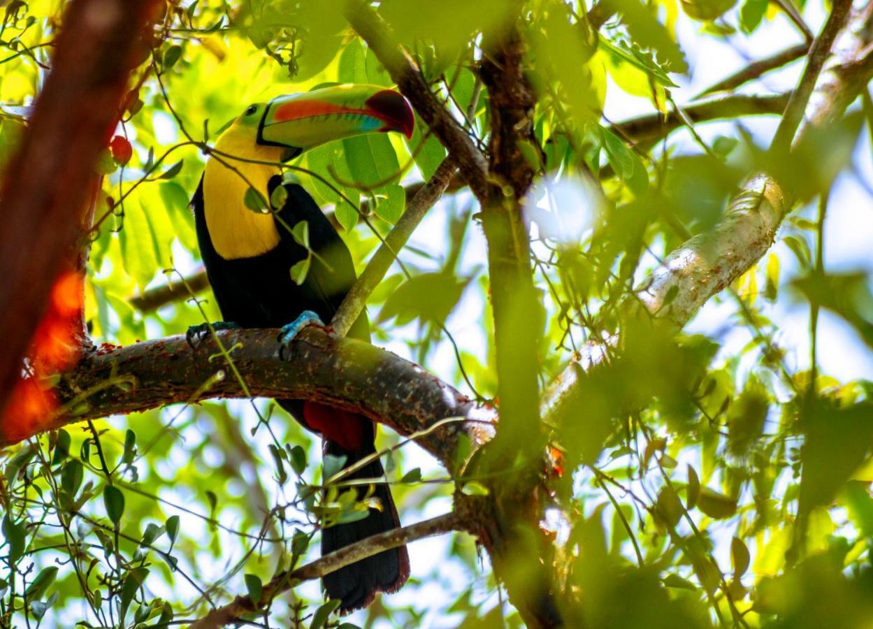 Ecolodge El Sombrero Laguna Yaxha ภายนอก รูปภาพ